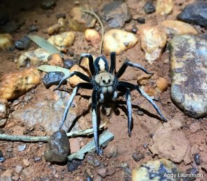 Andy Laurenson_Desert Two-toned Wolf Spider