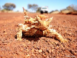 Mat Lyons_Regis Thorny Devil